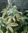 Lemon Pie Auto fem (FastBuds) семена конопли