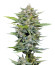 Vanilla Latte Auto fem (Humboldt Seed Company) семена конопли