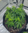 Watermelon Zkittlez Auto fem семена конопли
