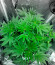 Gorilla Glue # 4 fem ( Cali Buds Seeds) семена конопли