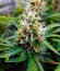 Gorilla Auto (Gorilla Glue Auto) fem Fastbuds семена конопли