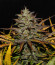 Original Auto Cheese fem FastBuds семена конопли