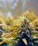 Jack 47 Auto fem (Sweet Seeds) семена конопли