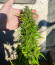 Original Moby Dick Auto fem (FastBuds) семена конопли