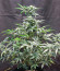 Original Auto Chemdawg fem (FastBuds) семена конопли