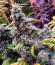 The White Fire OG fem (Seedkeepers) семена конопли