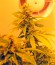 Auto Blueberry fem (Dutch Passion) семена конопли