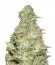Choc-Matic Auto fem (Dr. Krippling Seeds) семена конопли