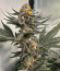 Gelato #45 fem (Barney's Farm) семена конопли