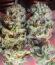 Gorilla 4 Autoflower fem (Easy Grow Seeds) семена конопли