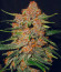 Lemon Cherry Cookies Auto fem (FastBuds) семена конопли