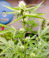 Original Moby Dick Auto fem (FastBuds) семена конопли