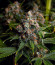 1024 fem (Medical Seeds) семена конопли