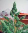 Auto Anesthesia fem (Pyramid Seeds) семена конопли