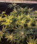 Fruit Gum fem (UKHTA420) семена конопли
