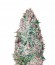 Auto Amnesium fem (Victory Seeds) семена конопли