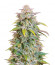 Forbidden Runtz Auto fem (FastBuds) семена конопли