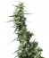 Greenhouse Thai fem семена конопли