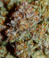 Apple Strudel Auto fem (FastBuds) семена конопли