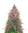 Beginner Auto Mix Pack fem от Herbies Seeds семена микса конопли