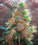 Apple Betty Auto fem (Herbies Seeds) семена конопли