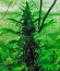 Opium fem (Paradise Seeds) семена конопли