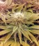 Raspberry Cough fem (Nirvana Seeds) семена конопли