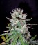 Fast Bud Auto fem (Sweet Seeds) семена конопли