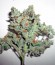 Kaia Kush fem (Green House Seed) семена конопли