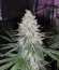Sweet ZZ fem (RQS) семена конопли