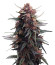 Lemon Cherry Cookies Auto fem (FastBuds) семена конопли