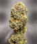 Persian Pie fem (Green House Seeds) семена конопли