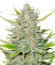 Sweet ZZ Automatic fem (RQS) семена конопли