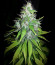 8 Ball Kush fem семена конопли