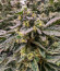 Jet Puft fem (Compound Genetics) семена конопли