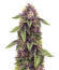Sticky Sherbert GG fem (Seedkeepers) семена конопли