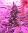 Green-O-Matic auto fem конопля