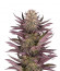 Mimosa X Orange Punch fem (Barney's Farm) семена конопли