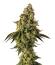 Peach Cake by Cookies fem (Silent Seeds) семена конопли