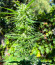 Crystal WW Autoflower fem (Easy Grow Seeds) семена конопли