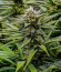 GG4 Sherbet FF fem (FastBuds) семена конопли