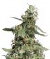 Купить семена марихуаны Arjan's Ultra Haze #1 шишки