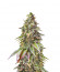 Blueberry fem (Dutch Passion) семена конопли