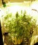 Chronic Haze fem (World of Seeds) семена конопли