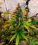 Gelato 242 fem семена конопли