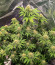 Lemonpaya fem (FastBuds) семена конопли