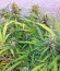 Blue Dream fem (Humboldt Seeds) семена конопли