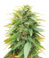 Deepforest Super Auto fem (Doctor’s Choice) семена конопли