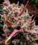 Banana Guava Auto RF3 fem (FastBuds) семена конопли