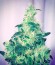 Northern Lights x Big Bud Auto fem (World of Seeds) семена конопли